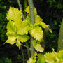 Ulmus hollandica 'Wredei'